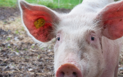 100: Zwierzęce idiomy